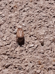 Anoxia australis