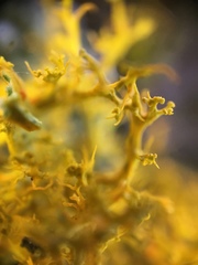 Teloschistes flavicans