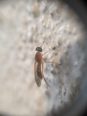 Ptecticus trivittatus