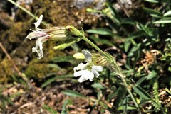 Silene douglasii douglasii