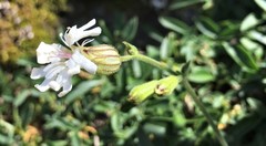 Silene douglasii douglasii