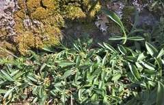 Silene douglasii douglasii