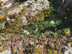 Silene douglasii douglasii