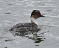 Podiceps occipitalis