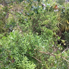 Haloragis erecta erecta