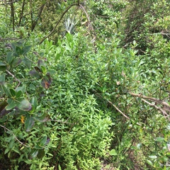 Haloragis erecta erecta