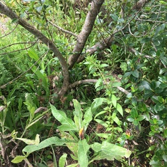 Haloragis erecta erecta