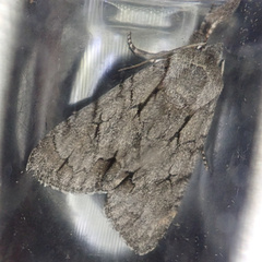 Acronicta psi