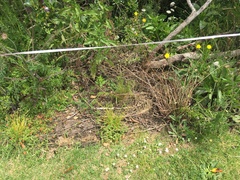 Haloragis erecta erecta