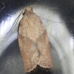 Epiphyas postvittana