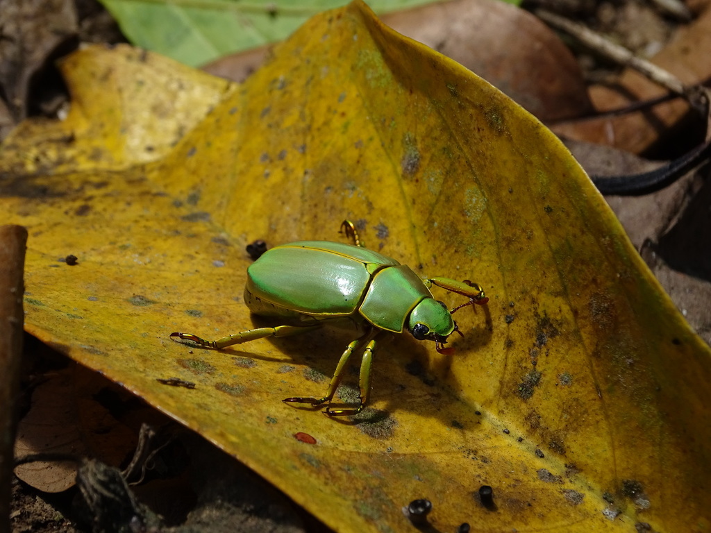 Chrysina luteomarginata