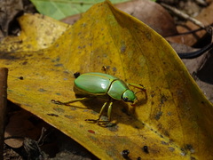 Chrysina luteomarginata