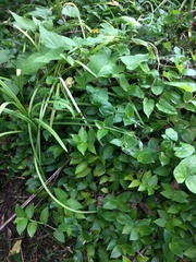 Calystegia sepium roseata x Silvatica disjuncta