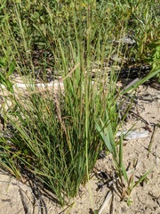 Carex lenticularis