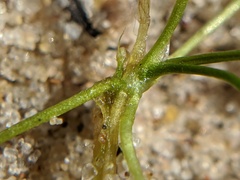 Subularia aquatica