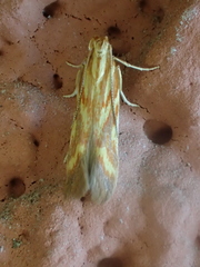 Metzneria aprilella