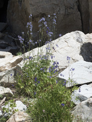 Delphinium polycladon