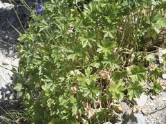 Delphinium polycladon