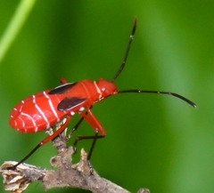 Dysdercus suturellus