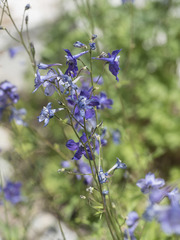 Delphinium polycladon