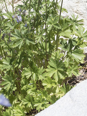 Delphinium polycladon