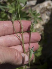 Delphinium polycladon