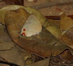 Strephonota cyllarissus