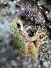 Hyla japonica