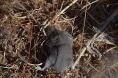 Notiosorex crawfordi