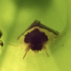 Exyra semicrocea