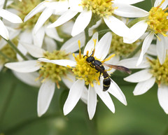 Symmorphus canadensis
