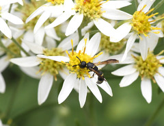 Symmorphus canadensis