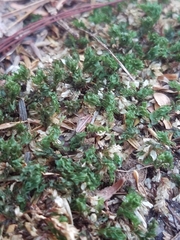 Mnium spinulosum