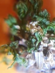 Mnium spinulosum