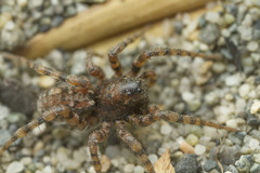 Arctosa perita