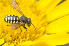 Dianthidium