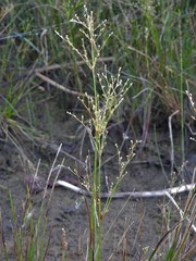 Juncus brachycephalus