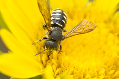 Dianthidium