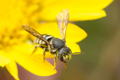 Dianthidium
