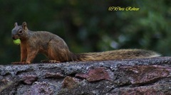 Sciurus nayaritensis