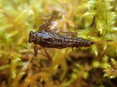Drunella flavilinea