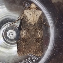 Agrotis puta