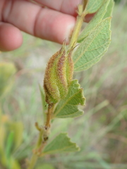 Helicteres sacarolha