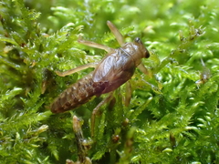 Drunella flavilinea