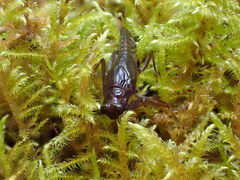 Drunella flavilinea