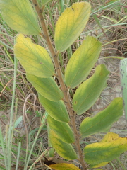 Helicteres sacarolha