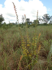 Helicteres sacarolha