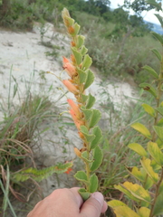 Helicteres sacarolha