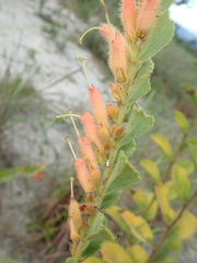 Helicteres sacarolha