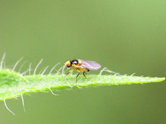 Chlorops
